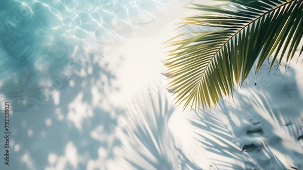 Fototapeta palm tree in the sun