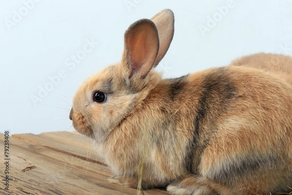 Fototapeta pair of rabbits