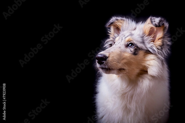 Obraz Collie Welpe im Studio