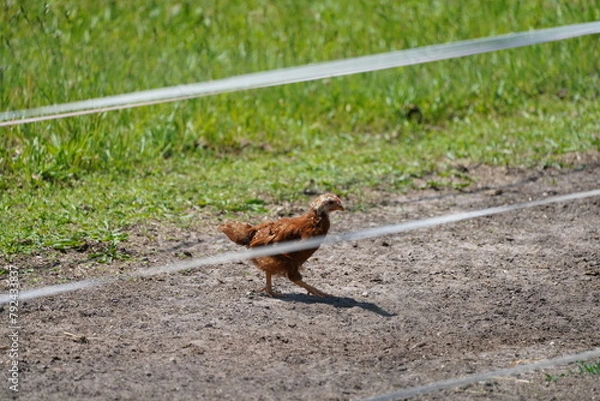 Fototapeta A flock of chickens roam freely in a lush green paddock in the netherlands