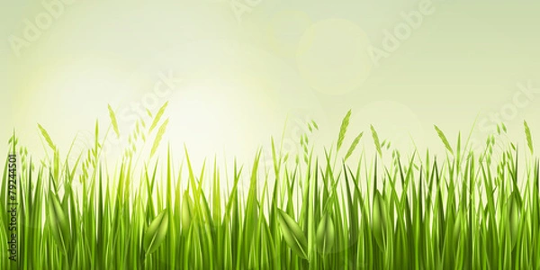 Obraz Sunrise in grass, vector illustration