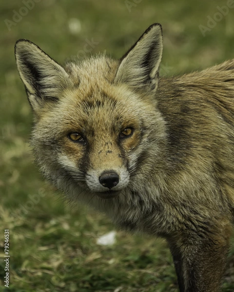 Obraz fox, vulpes vulpes