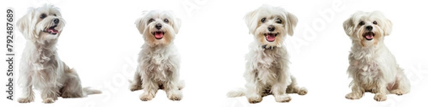 Obraz Dog PNG set - sitting photo of happy Maltese dog isolated transparent background
