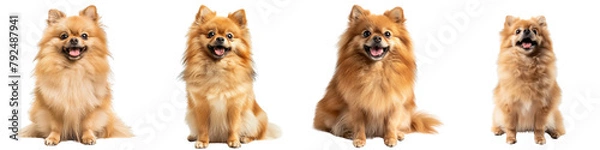 Obraz Dog PNG set - sitting photo of happy Pomeranian isolated transparent background