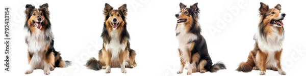 Obraz Dog PNG set - sitting photo of happy Sheltie isolated transparent background