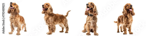 Obraz Dog PNG set - standing photo of happy English Cocker Spaniel isolated transparent background