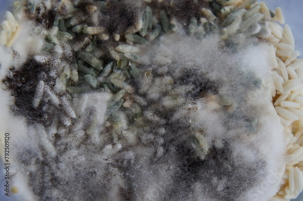 Obraz Fungus on rice