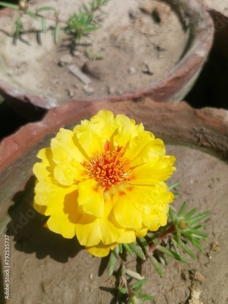 Obraz flower in the garden