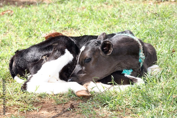 Fototapeta calf