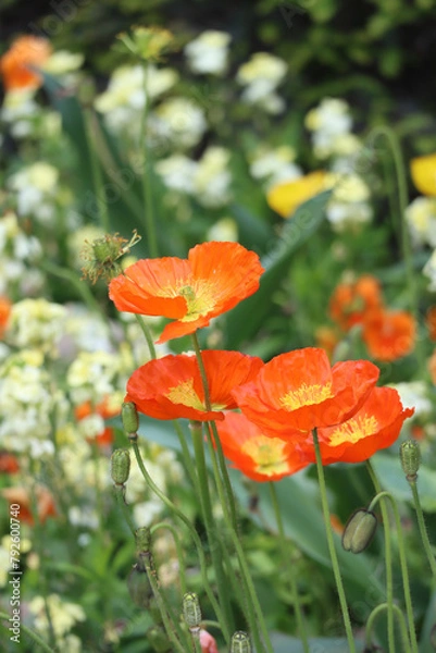 Fototapeta Close up of bouquet of blooming orange common poppy with its pollen in garden with various of flowers blur green nature background during spring season 