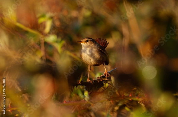 Fototapeta Little wren bird hidden in the bush