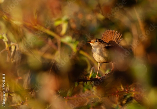 Fototapeta Little wren bird hidden in the bush and showing off