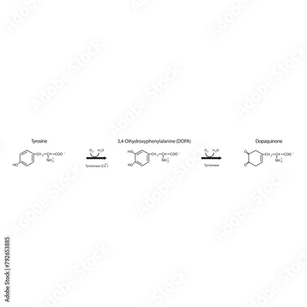 Obraz Diagram showing biosynthesis of Dopaquinone from Tyrosine via Tyrosinase - schematic molecular strcuture chemical illustration.