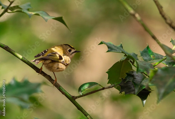 Fototapeta Goldcrest bird sitting on the branch in the bush