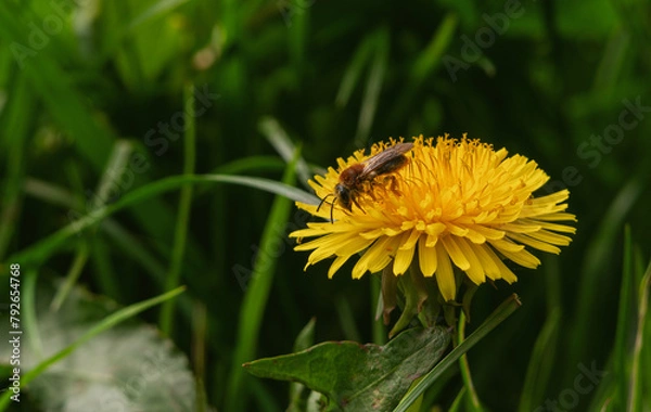 Fototapeta Bee gathering pollen from the yellow dandelion flower