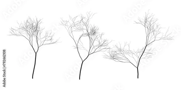 Fototapeta Vector trees on a white background. Three black vector trees on a white background. Graphic illustration of eps 10. Adobe Illustrator Artwork