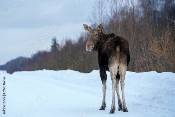 Fototapeta Close-up of a female moose walking along a snow-covered road in the forest and turning her head back and looking directly into the lens from behind and from a lower angle