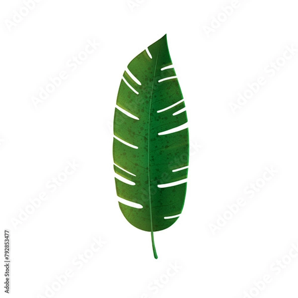 Obraz Tropical leaf on transparent background