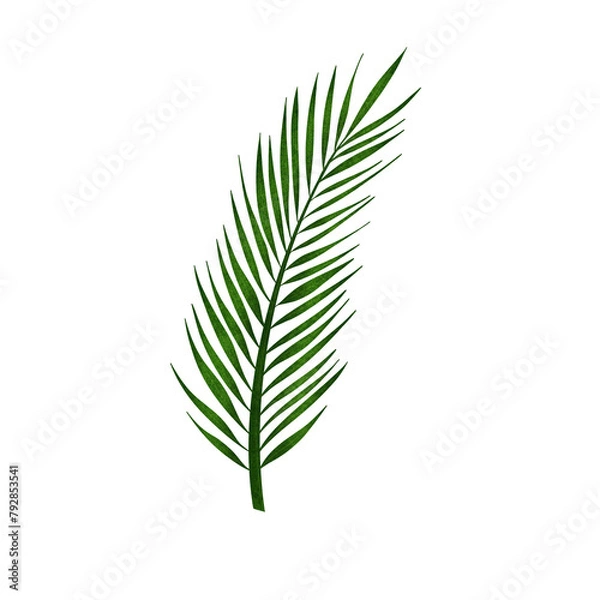 Obraz Palm tree leaf on transparent 