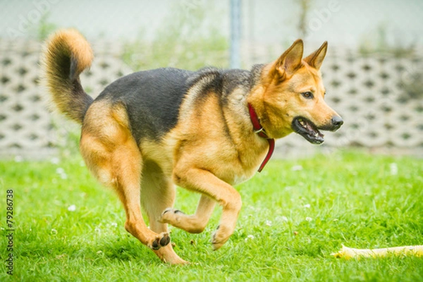 Fototapeta Schäferhund Mischling rennt