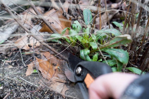 Fototapeta Stauden Rückschnitt im Frühling (Konzept: Prachtkerze Oenothera lindheimeri wird mit einer Gartenschere im Frühling zurückgeschnitten)