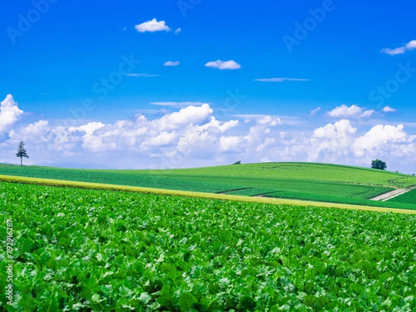 Obraz 夏の北海道　美瑛