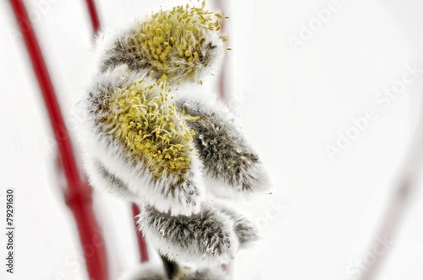 Obraz Weidenkaetzchen