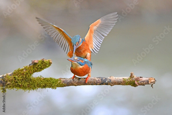 Fototapeta Eisvogel Paarung