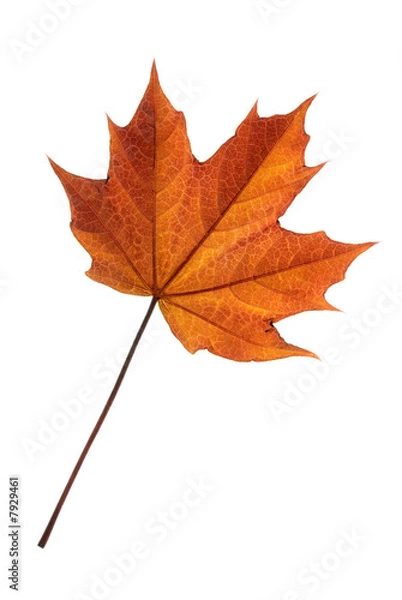 Fototapeta Mapple leaf