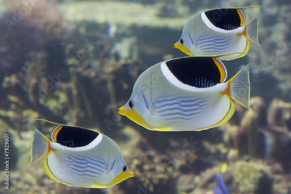 Obraz ButterflyFishes