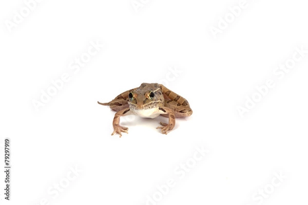 Obraz Frog