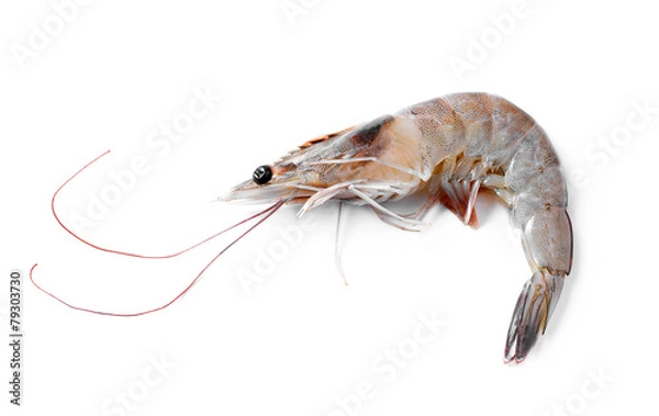 Obraz Bliska krewetki bananowe lub krewetki na białym tle