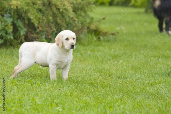 Obraz labrador jeune