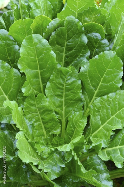 Obraz Burak cukrowy.