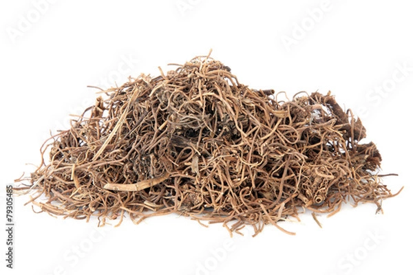 Fototapeta Cynanchum Root