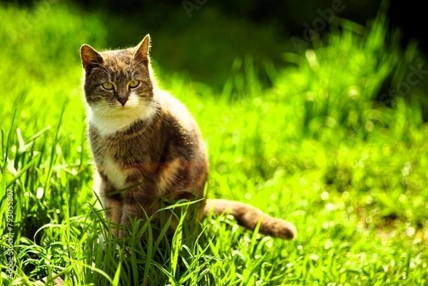 Fototapeta A tortoiseshell pregnant cat sits in a sunny spring garden