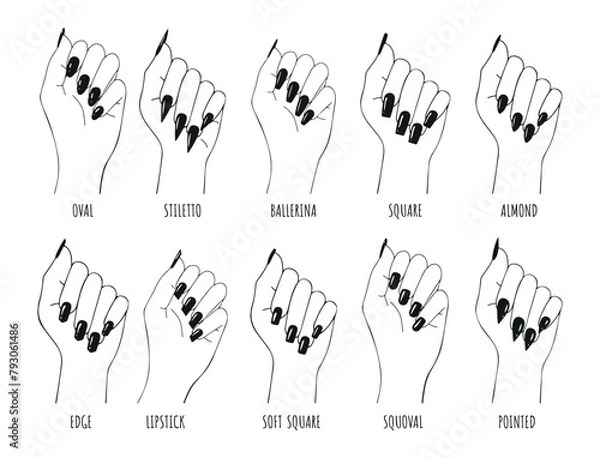 Fototapeta types of nails manicure vector sketch. collection of nail shapes vector drawing. female wrist with black nails vector sketches for nail shapes