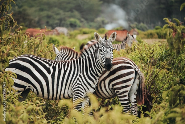 Fototapeta A pair of zebras in Mount Longonot National Park in Kenya