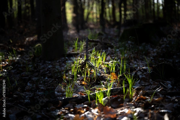 Fototapeta forest floor in spring and light