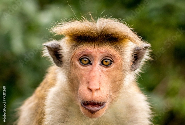 Obraz Staunender Affe