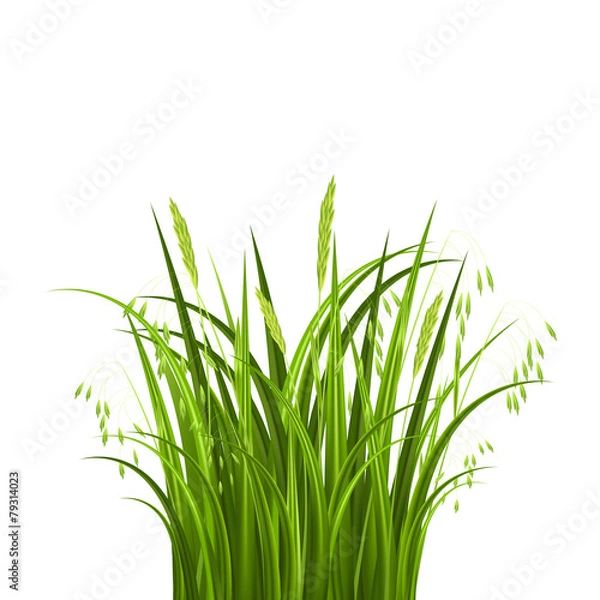 Obraz Bush grass isolated on white background