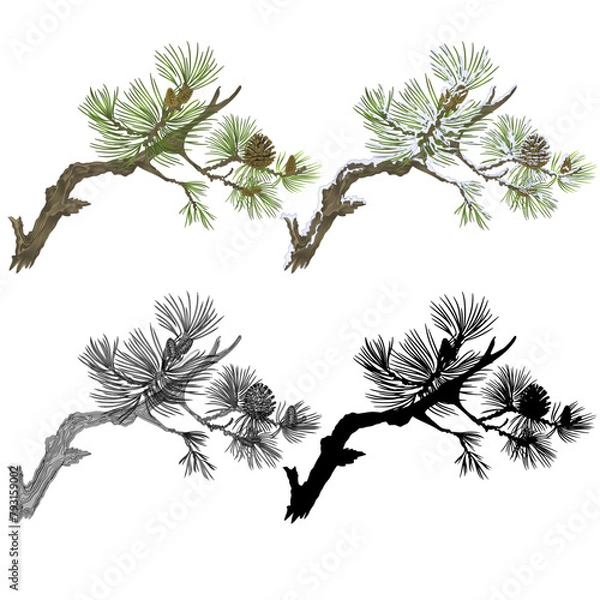 Obraz Pine branch with snow and pine cones and  as vintage engraving and silhouette set  nine vector illustration editable hand drawn