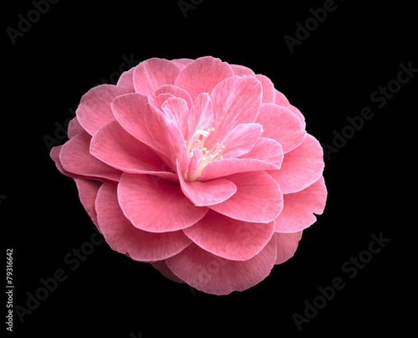 Obraz Pink Camellia