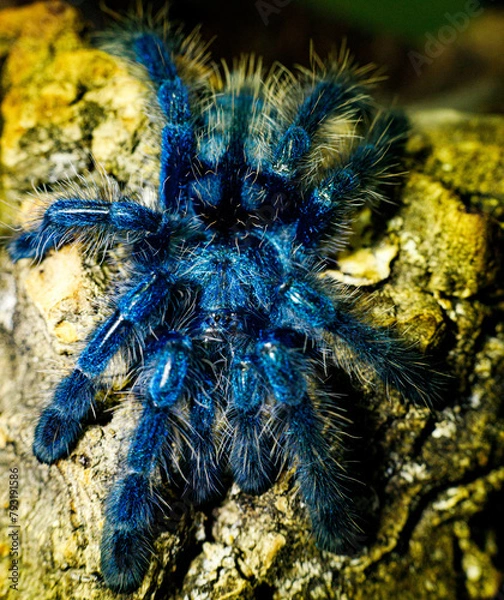 Obraz tarantula