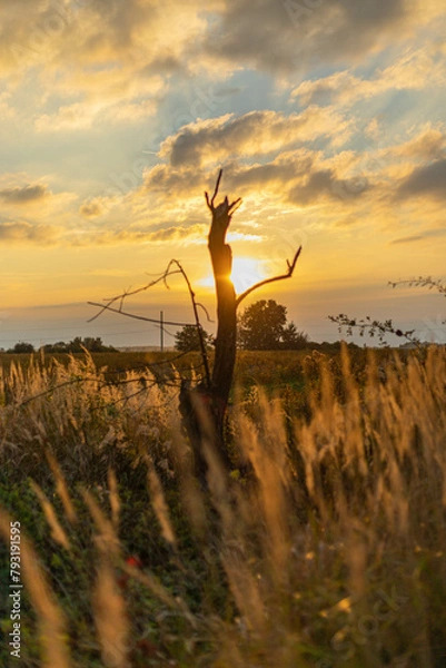 Obraz sunset in the field