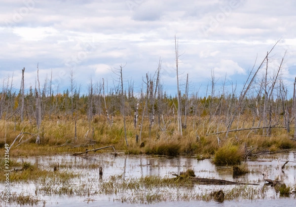 Obraz Decayed dry trees in swamp