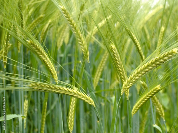 Obraz Green durum wheat field