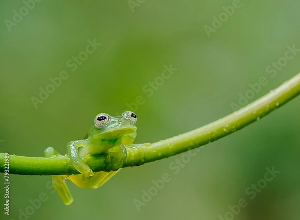 Obraz Costa Rican glass tree frog perched on green branch 