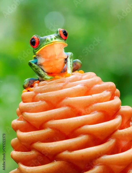 Obraz Red-eyed tree frog perched on orange flower