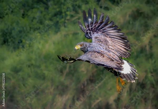 Obraz Great black hawk in flight